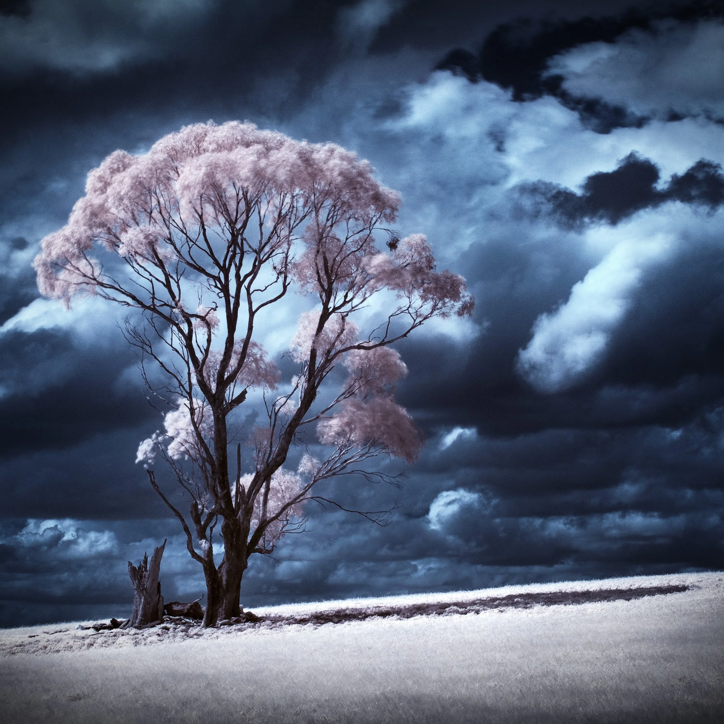 FG12 Infrared photography