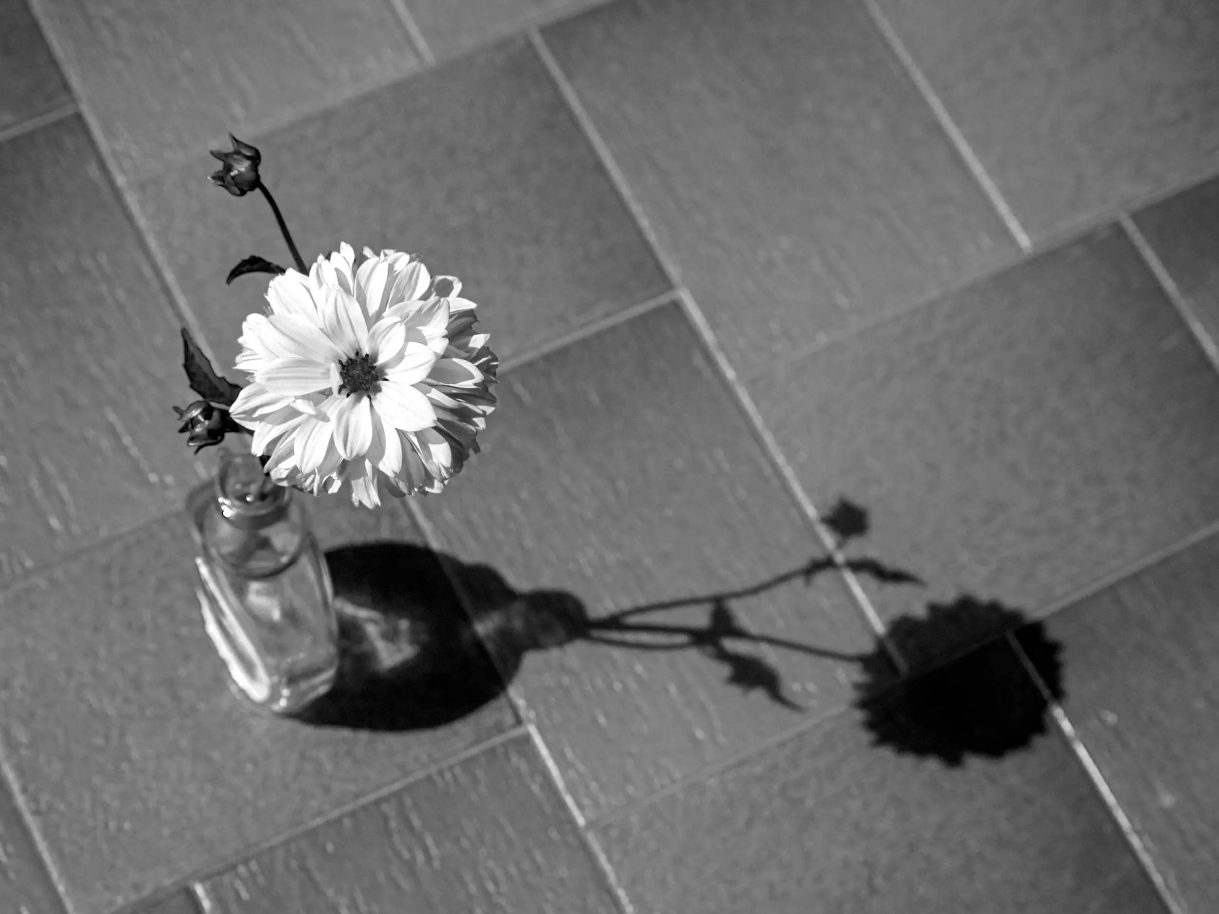 FG16 Still Life photography