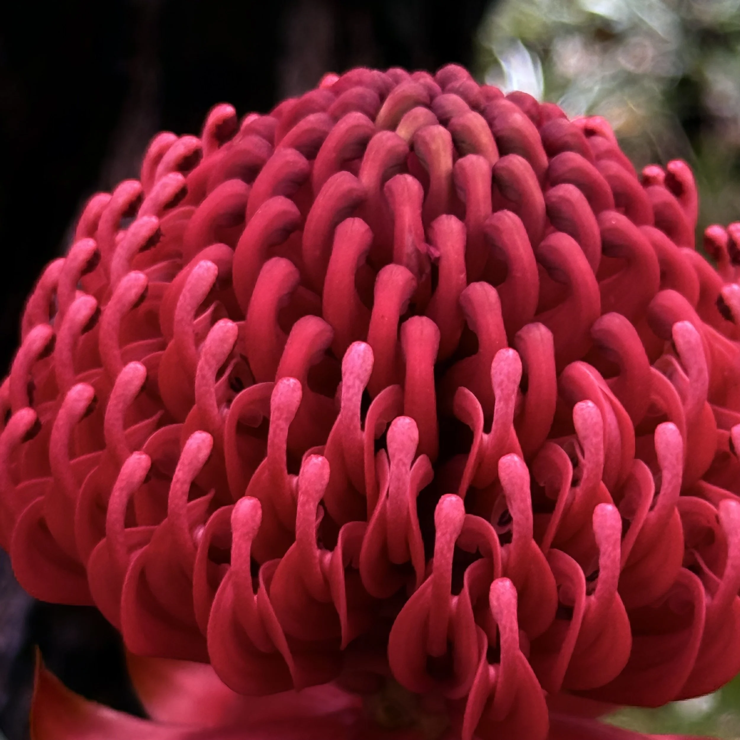 Waratah