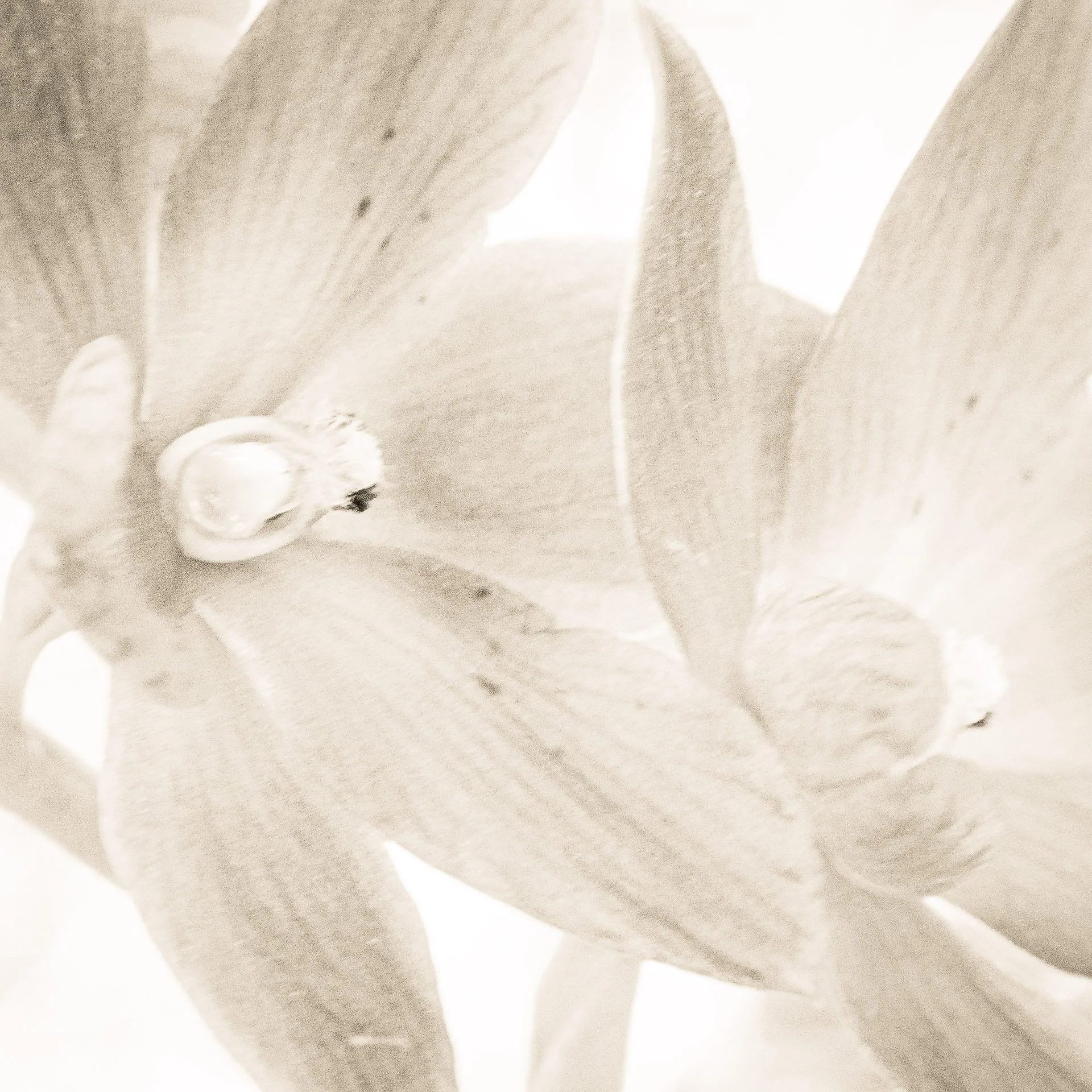 Sun Orchids