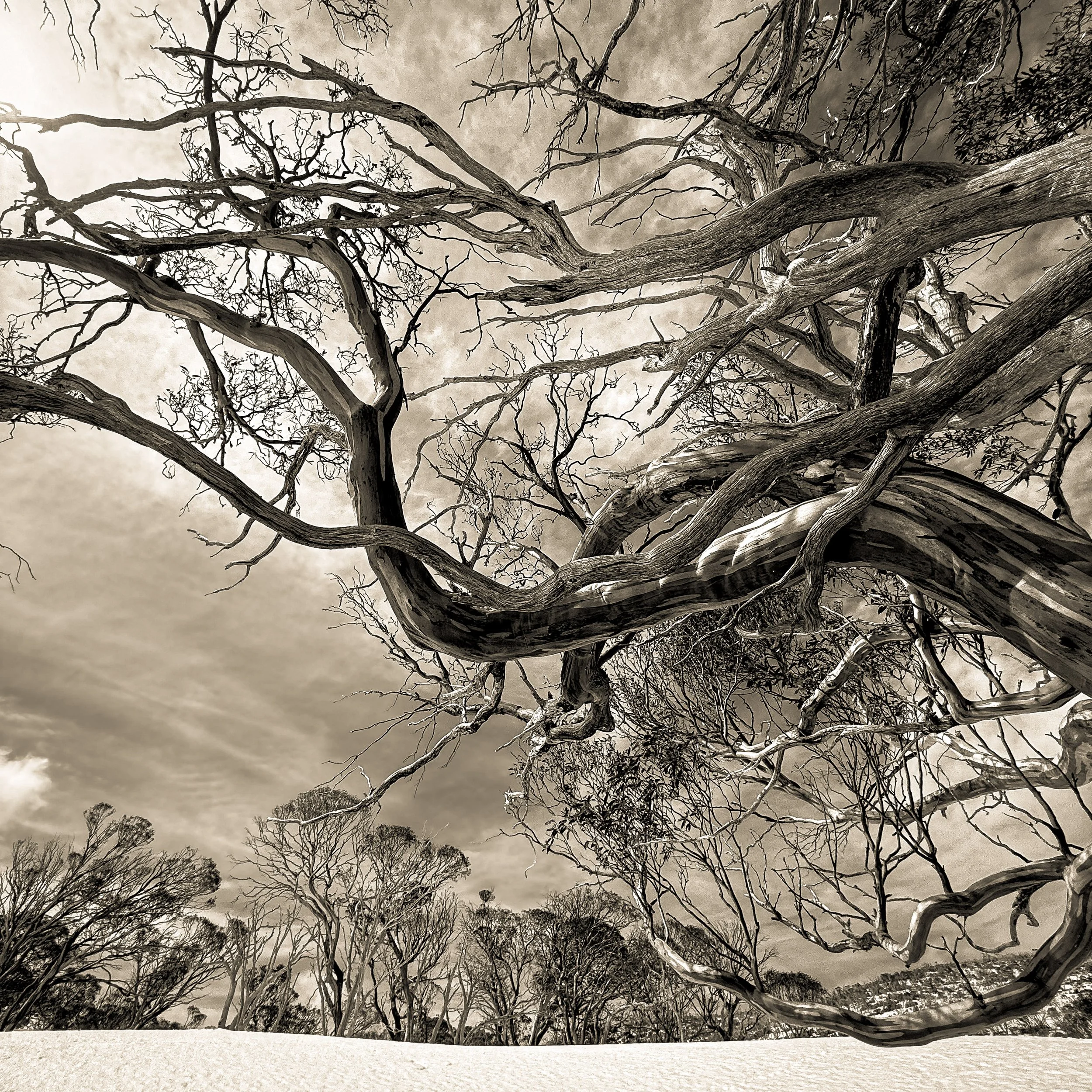 Snowy Mountains dreaming