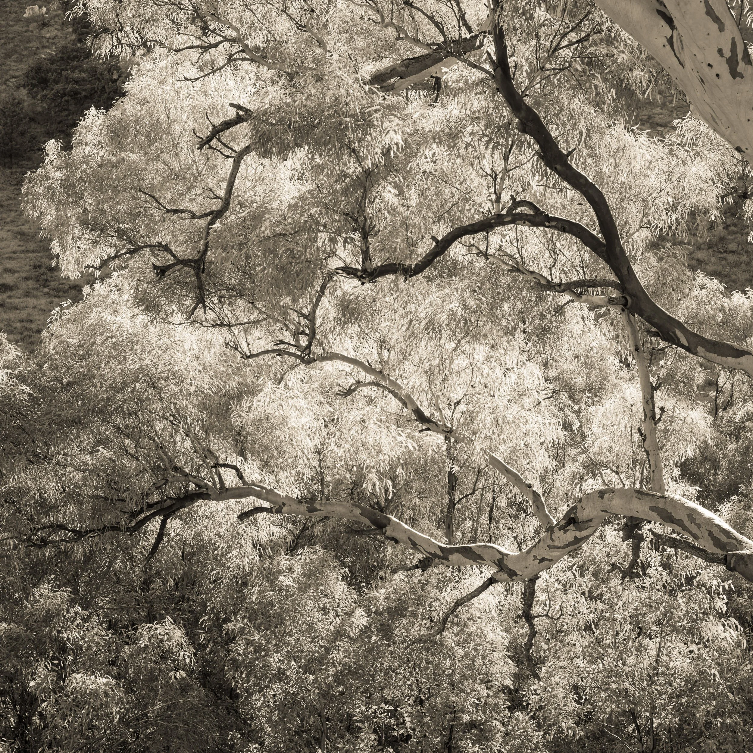 _60A0325.jpg