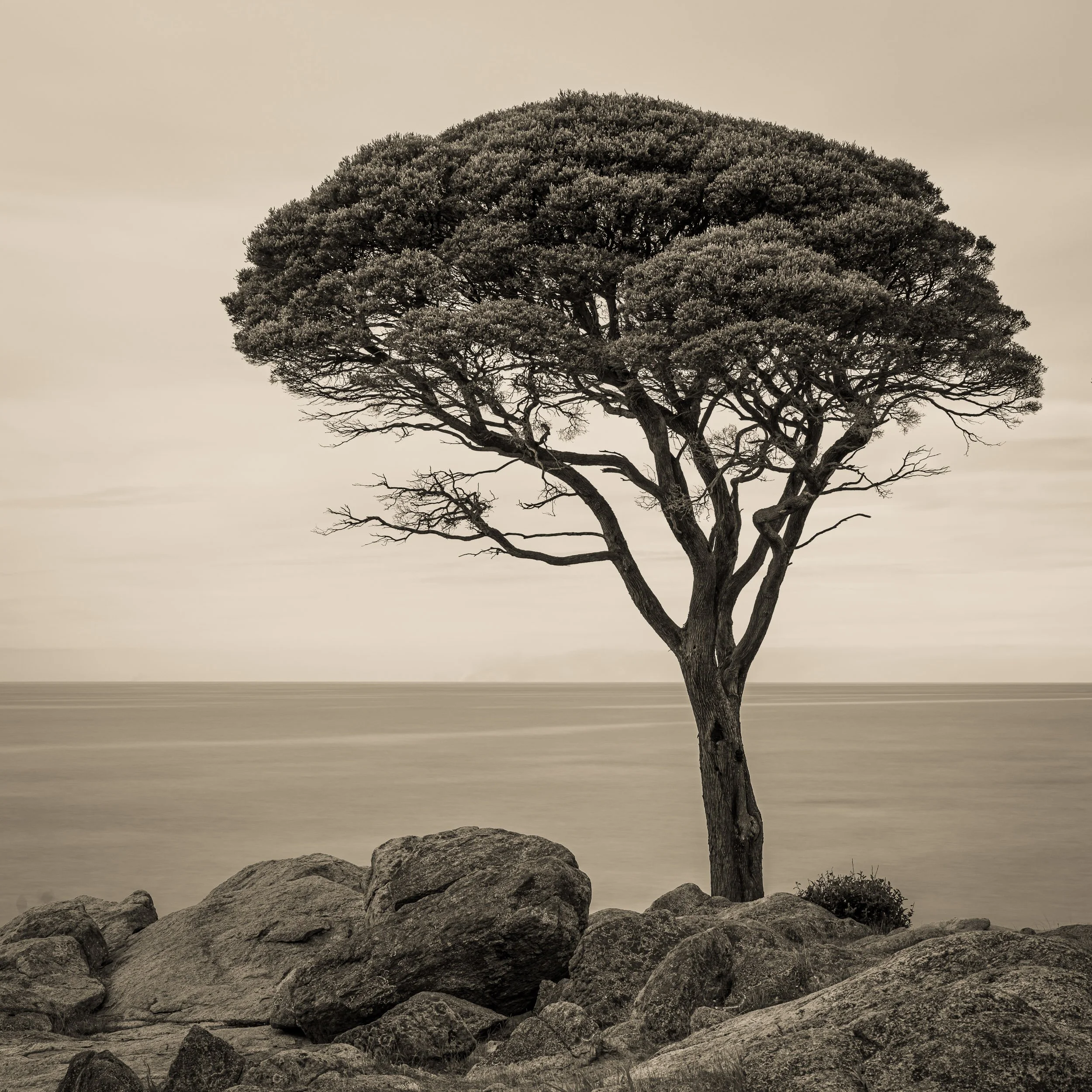 a couple of trees from Western Australia too…