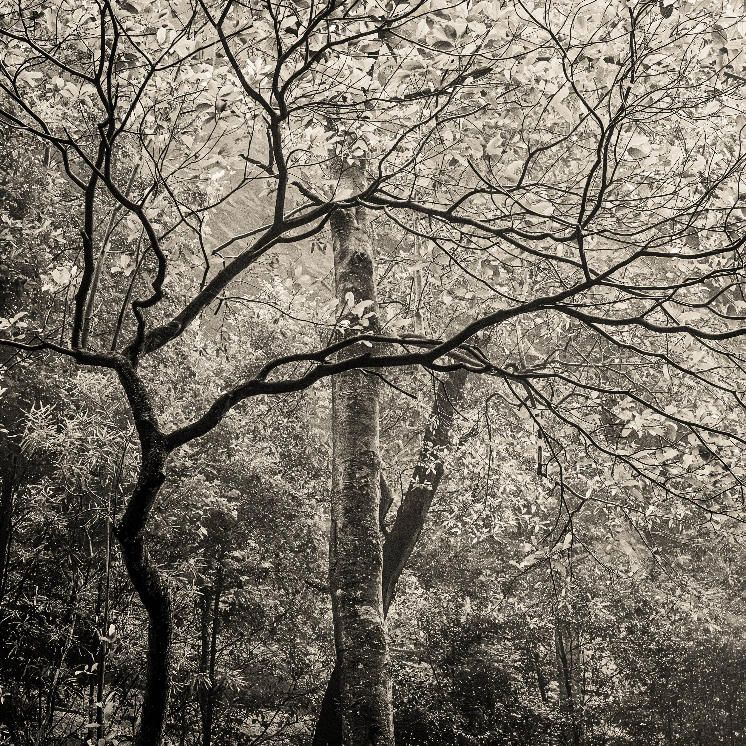for the love of trees