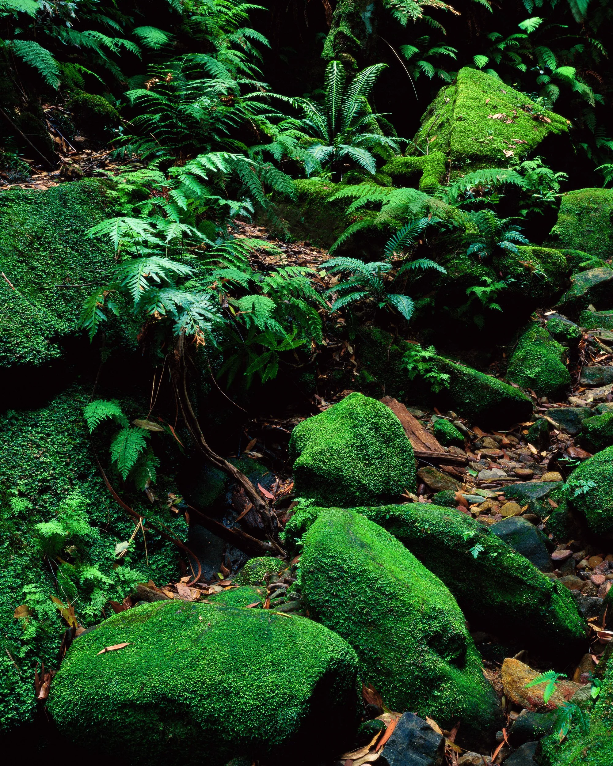 0007 Canyon Floor.jpg