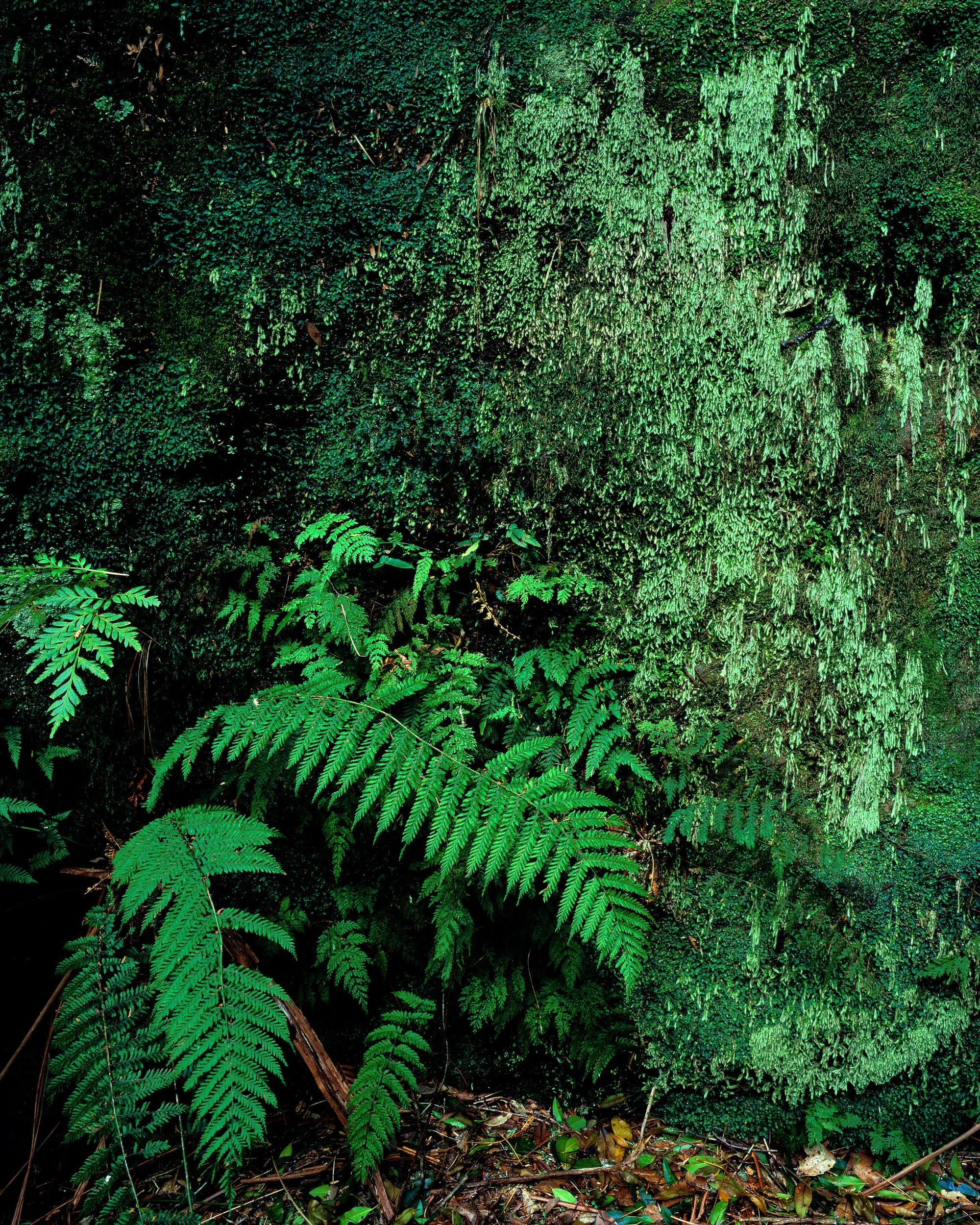 0006 Fern.jpg