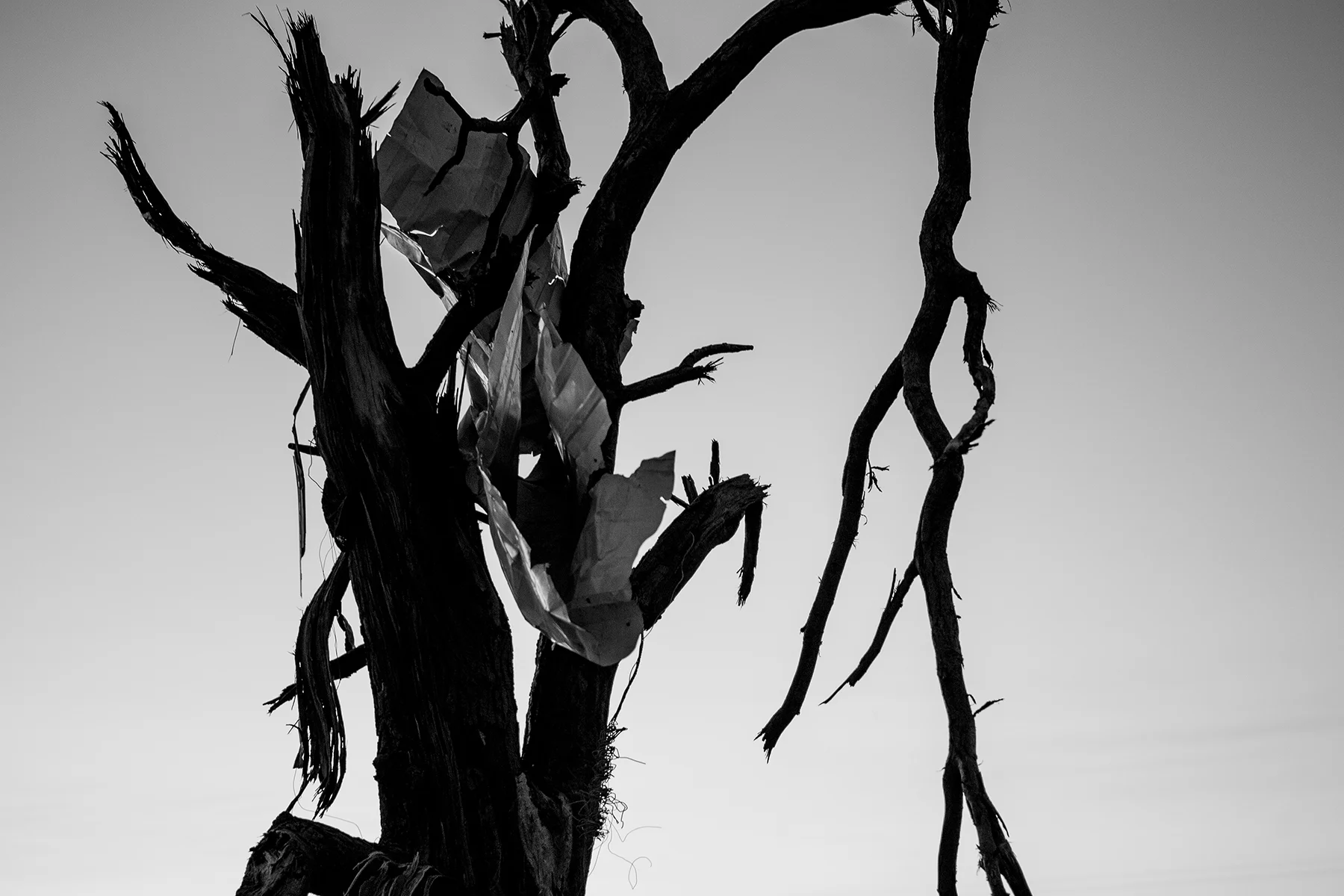 tree-p.jpg