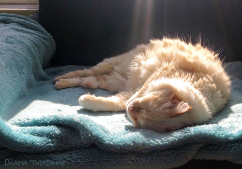 lazy-cat.png