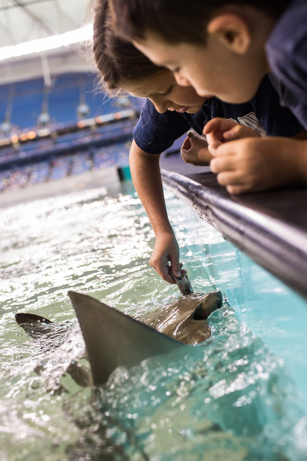 Feeding the rays. 