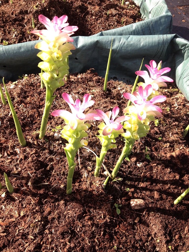 mango-turmeric-flowering.jpg