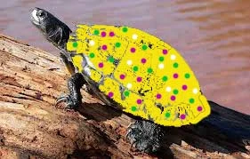 turtle.jpg