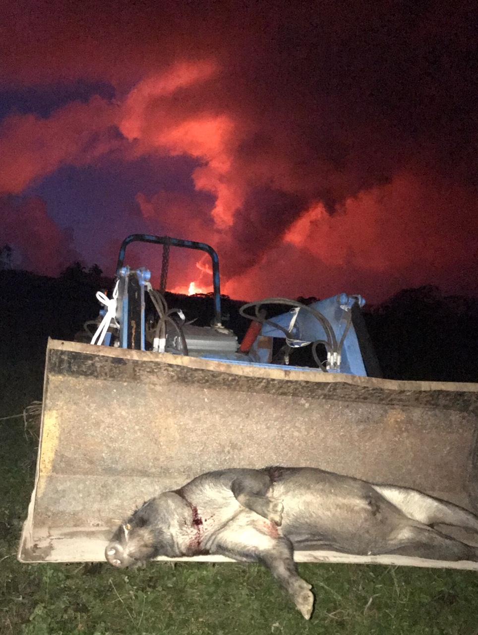 Hugh's tractor pig lava.jpg