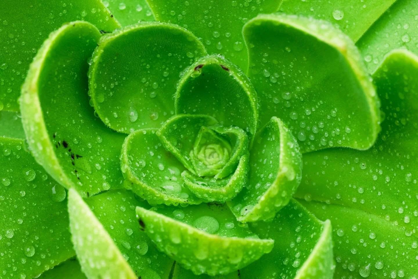 I think I&rsquo;m obsessed with this macro lens. This was my first go at it. I think this lens will open up a whole new way I see the world. #macrophotography #framedbyfrancois #nikon