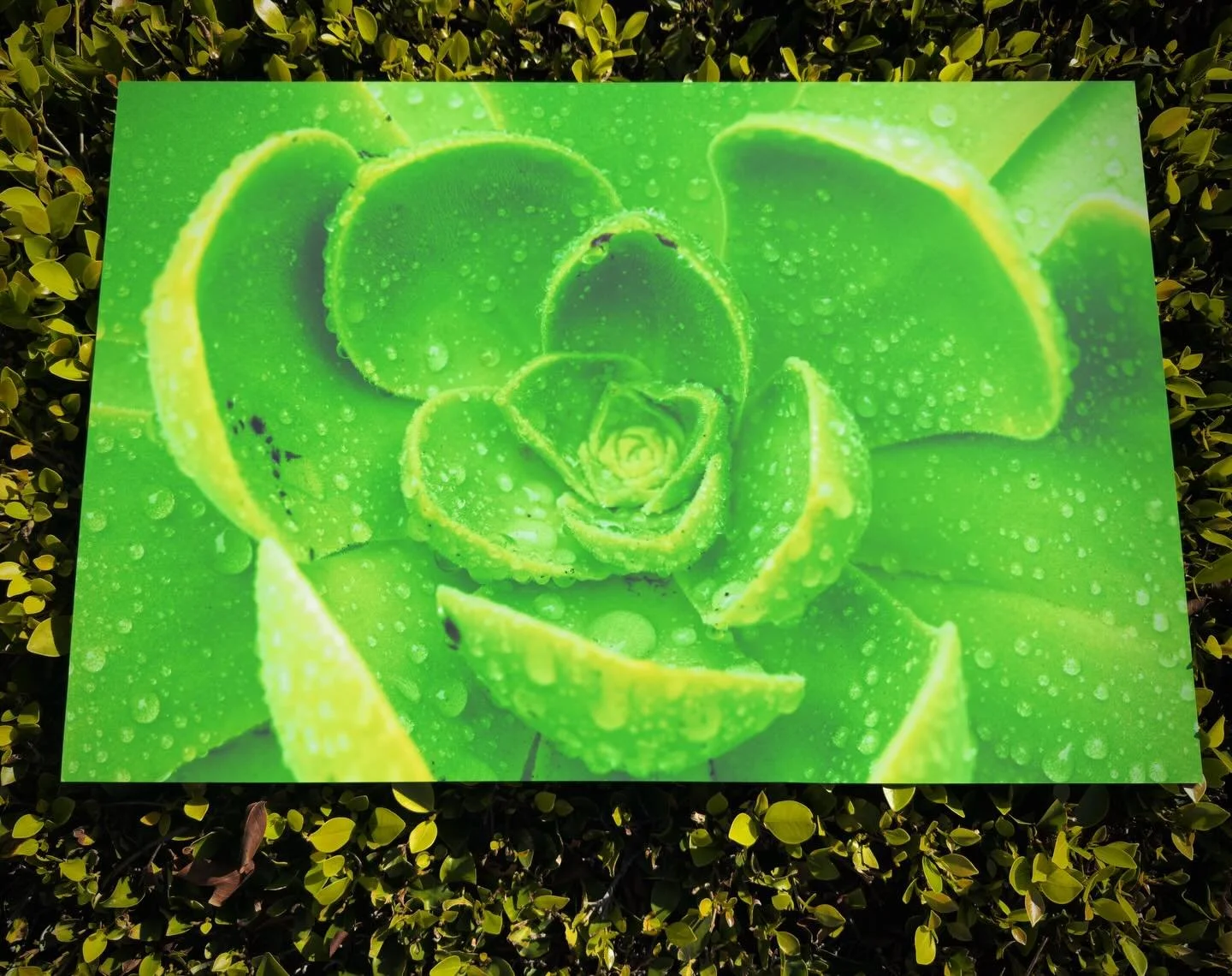 OMG OMG! This is a PSA photographers print your work! When I took the photo I was excited but seeing it printed I can&rsquo;t stop looking at it. If you want your own copy head to my print shop link in the bio. #print #photographer #nikon #framedbyfr