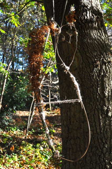 squirrel.jpg