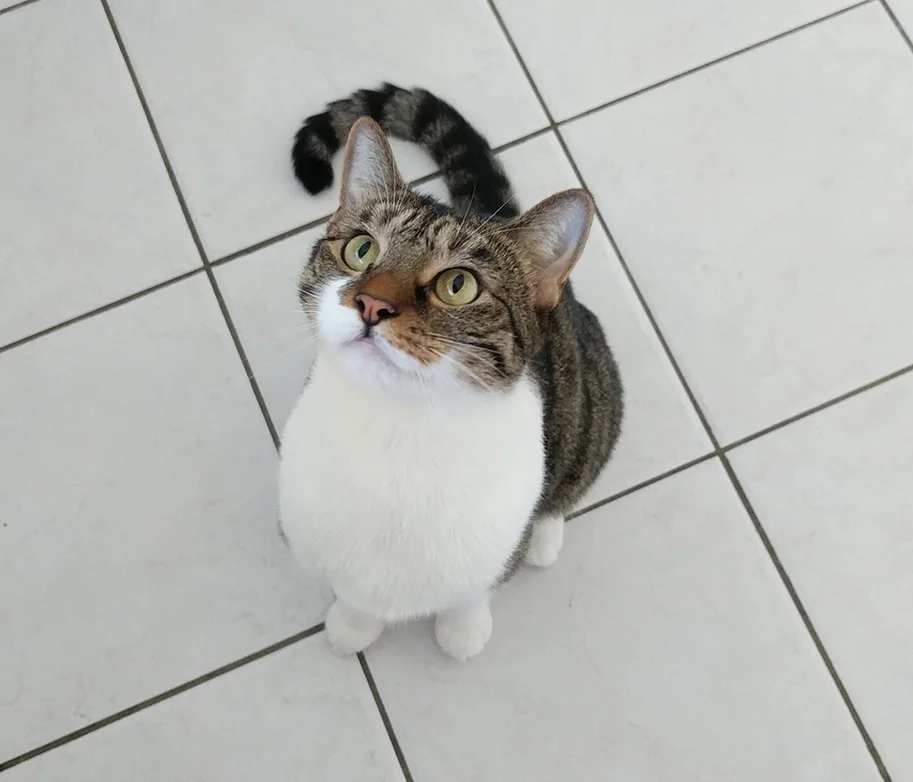 haru-original-smaller.jpg