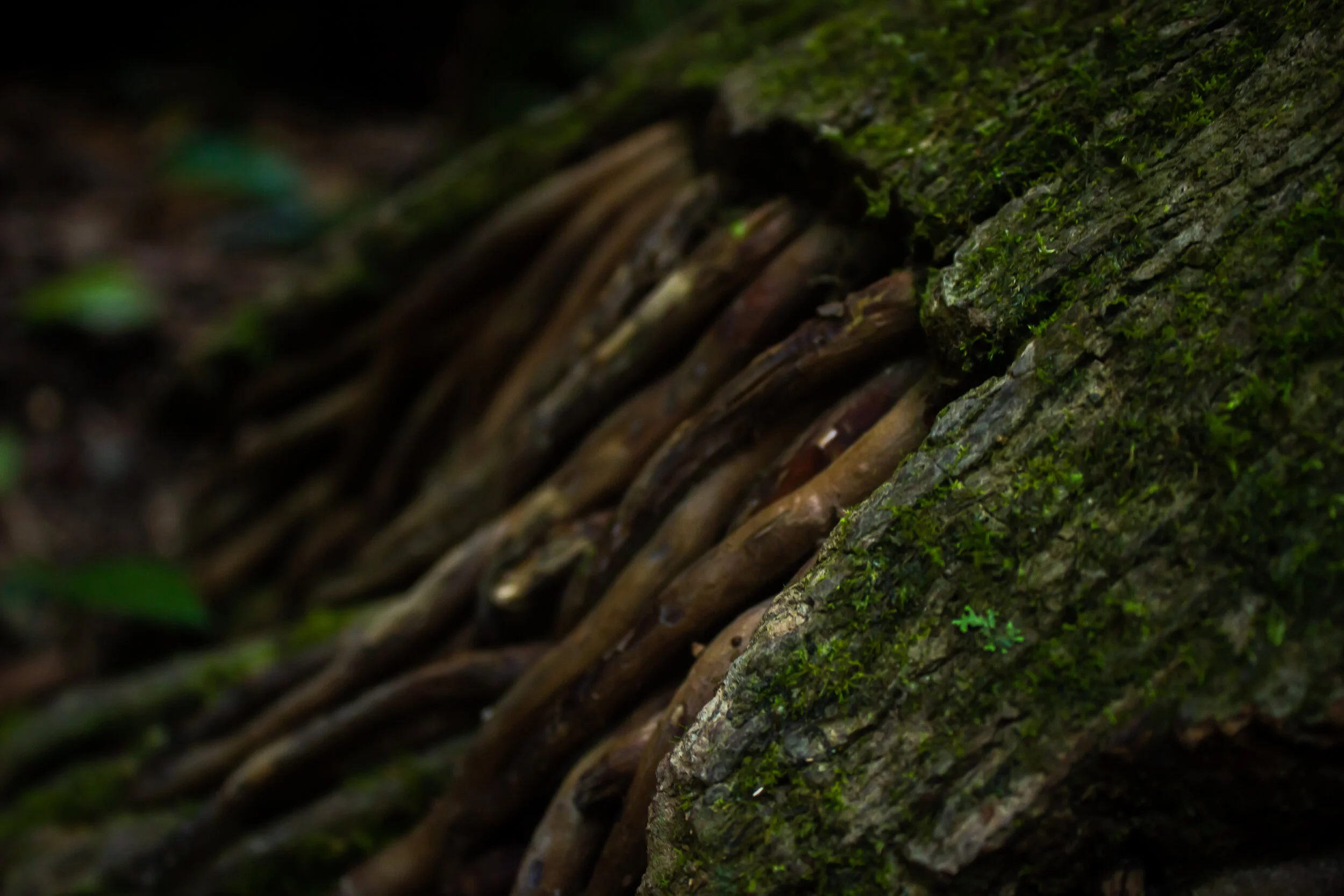 Close up of tree roots