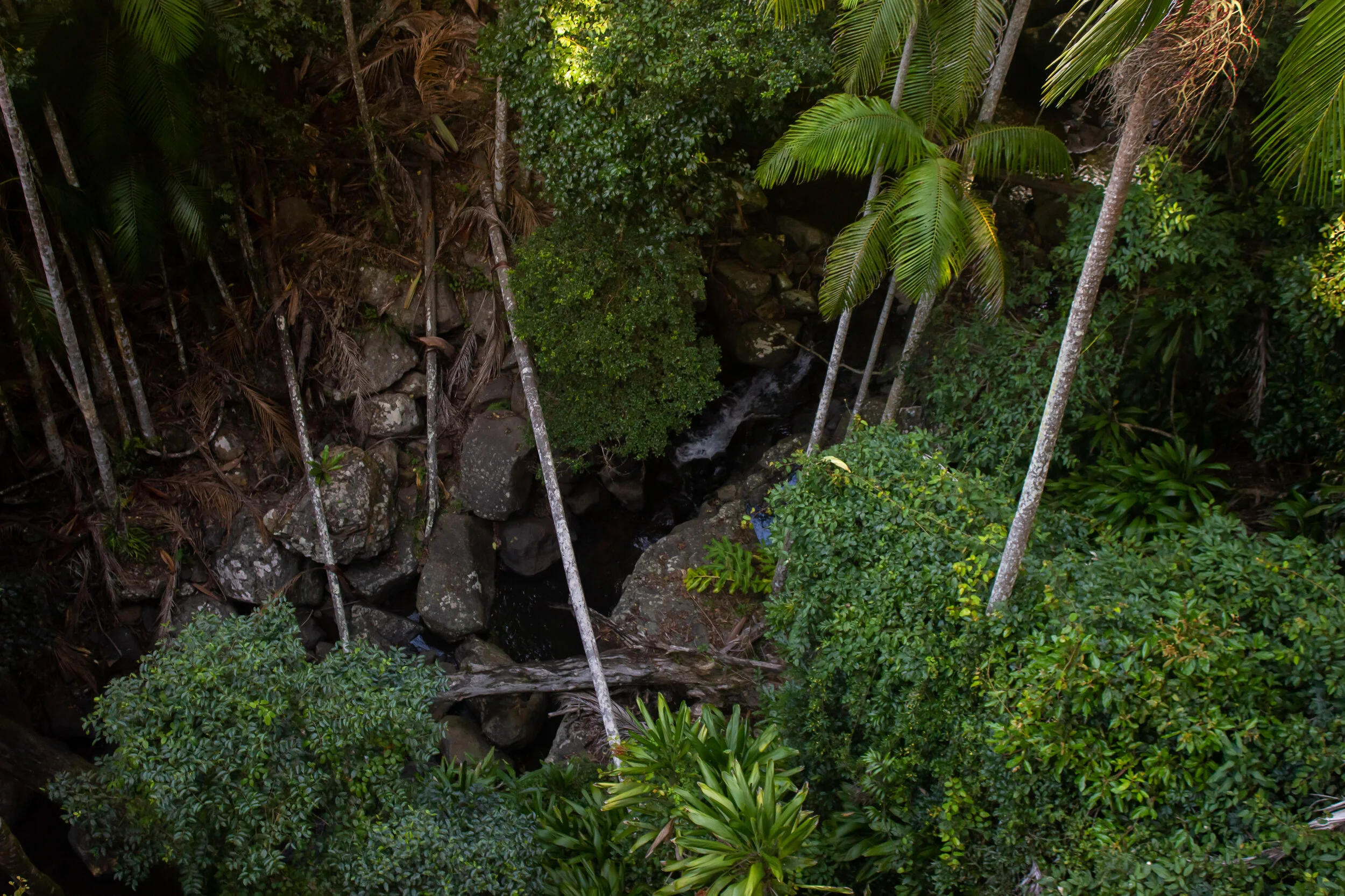 rain forest from above