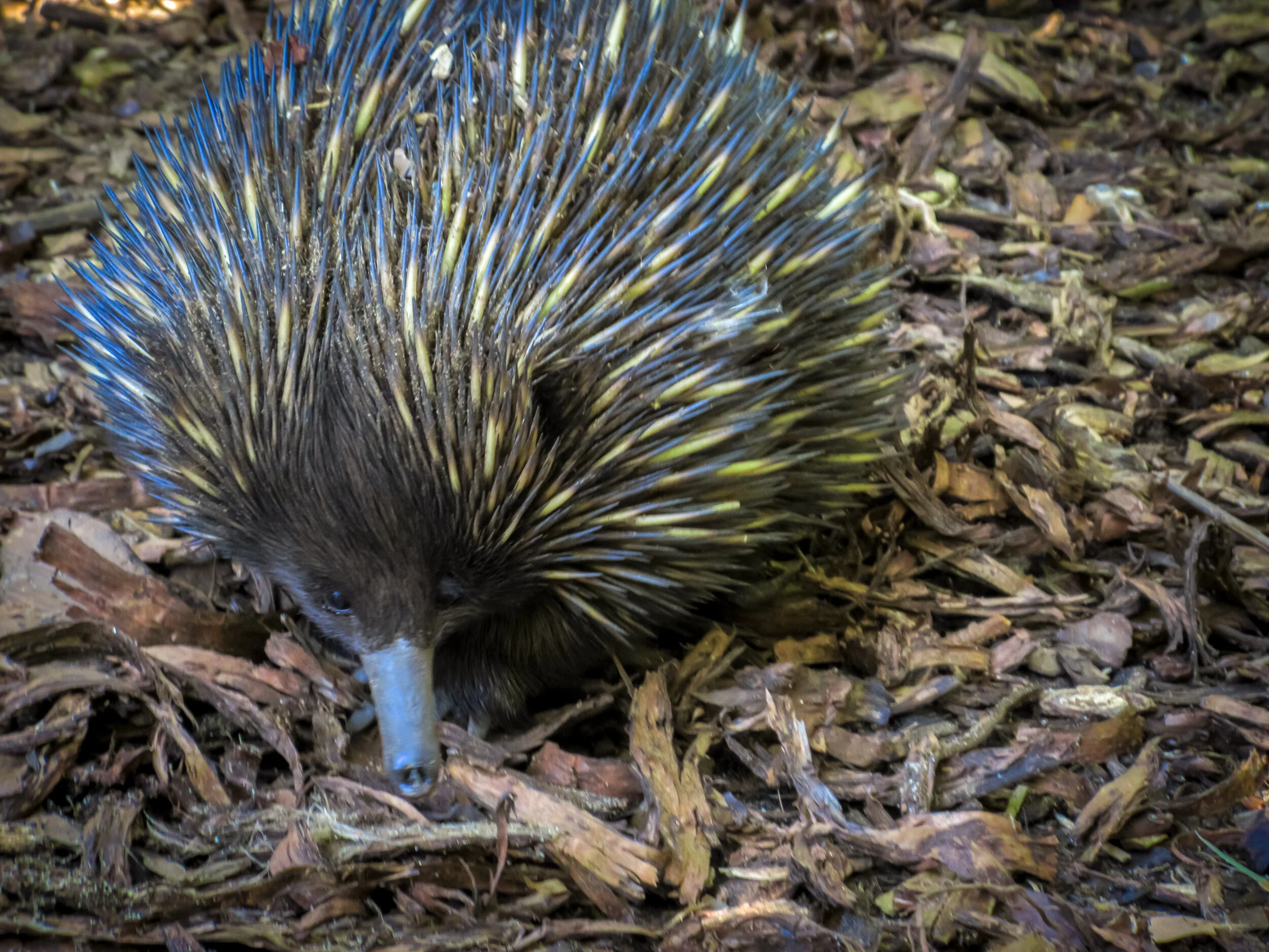 Echidna Mid Shot
