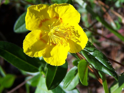 Rock Rose - Used to as a remedy after the experience of panic. An ingredient in Rescue Remedy.