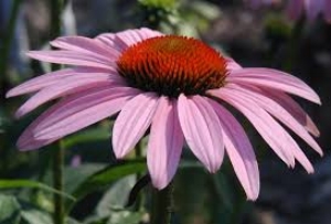 Image courtesy of wildeherb.com