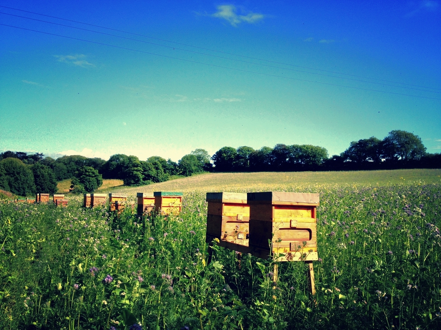 meadow+02.jpg