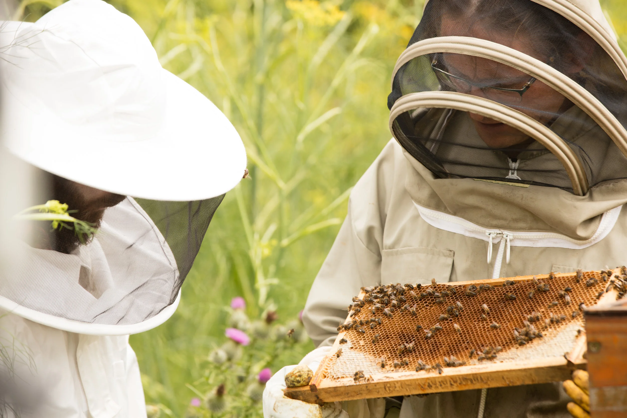 Beehives-0004.jpg