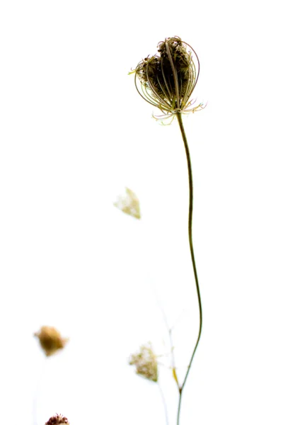 Queen Anne's Lace, Kansas