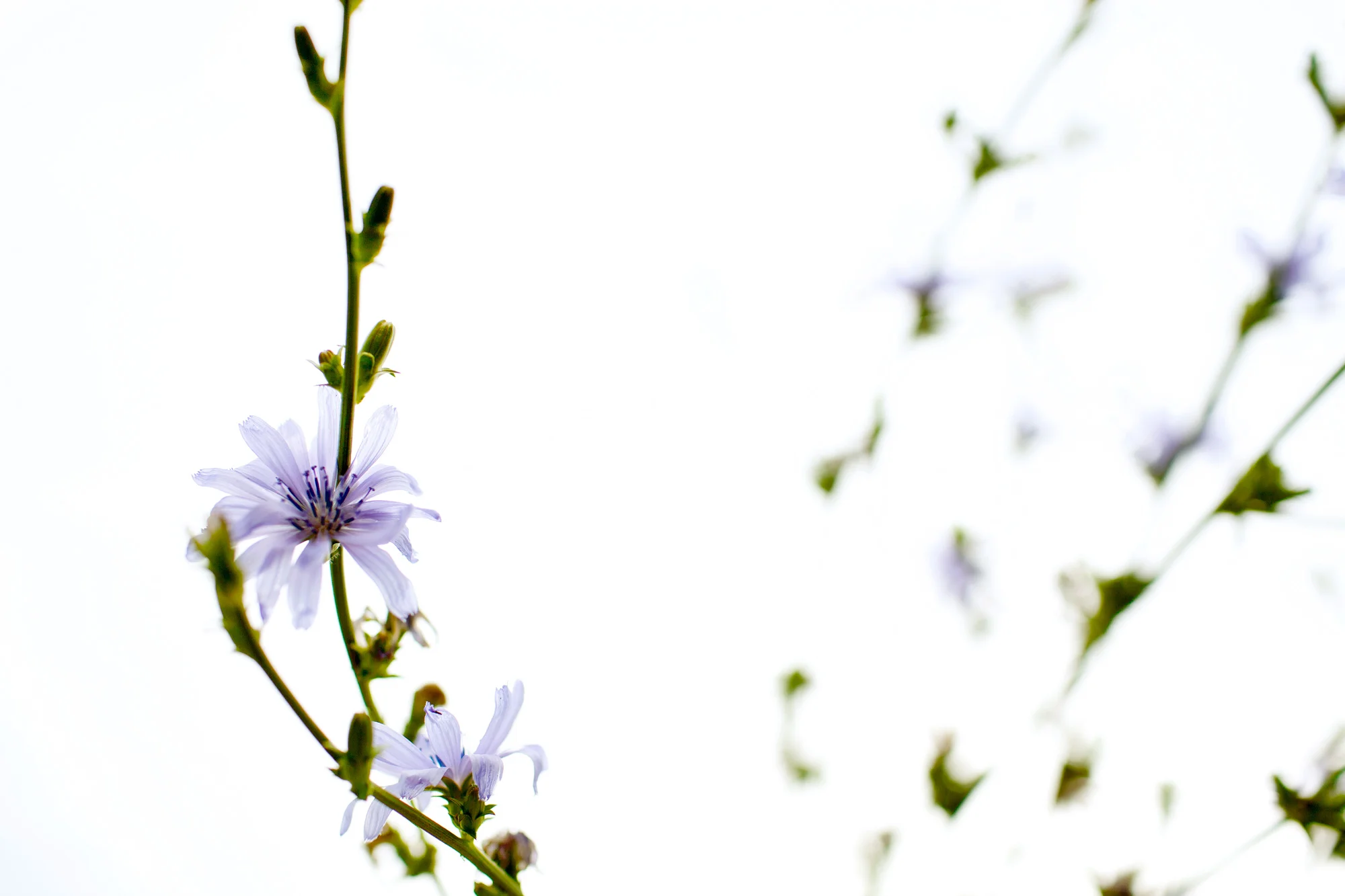 Wild Chicory, Missouri