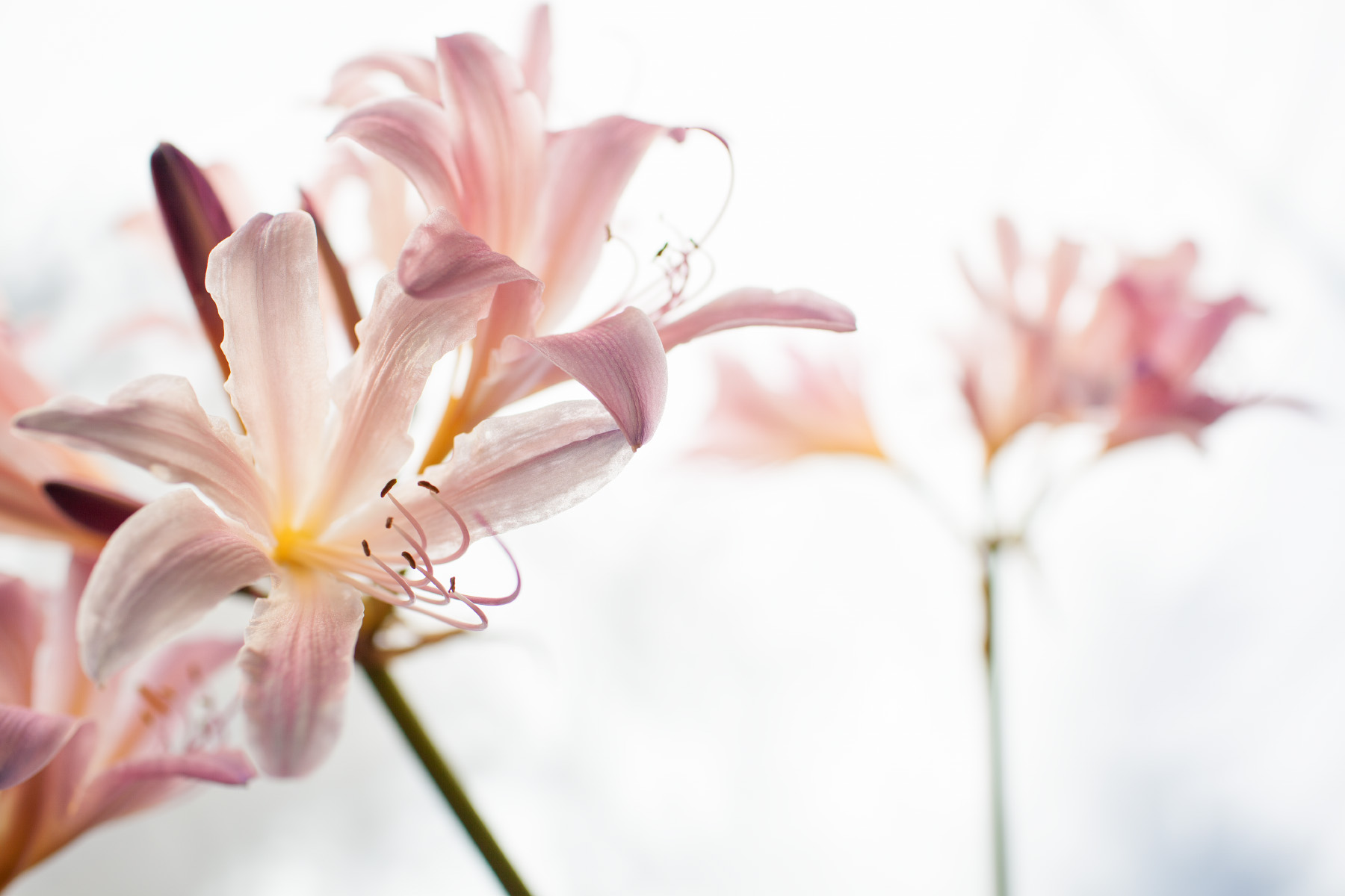 Day Lillies, Washington