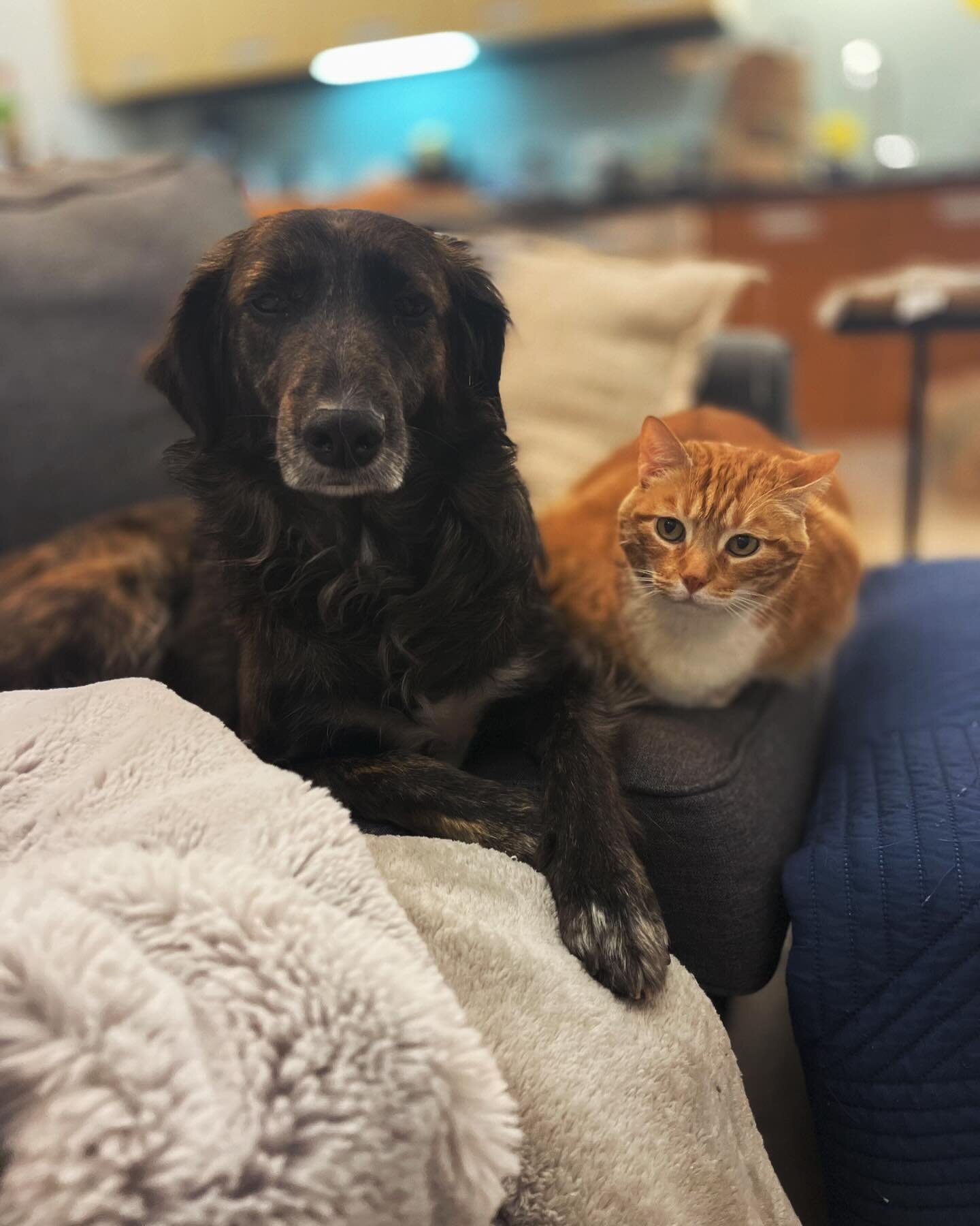 The ultimate studio Cat and dog pairing. People ask me if Chichi and El Don/G$ get along. They are inseparable, especially these past few months. The love and care for each other is so beautiful. They are both rescues from Oaxaca and I couldn&rsquo;t