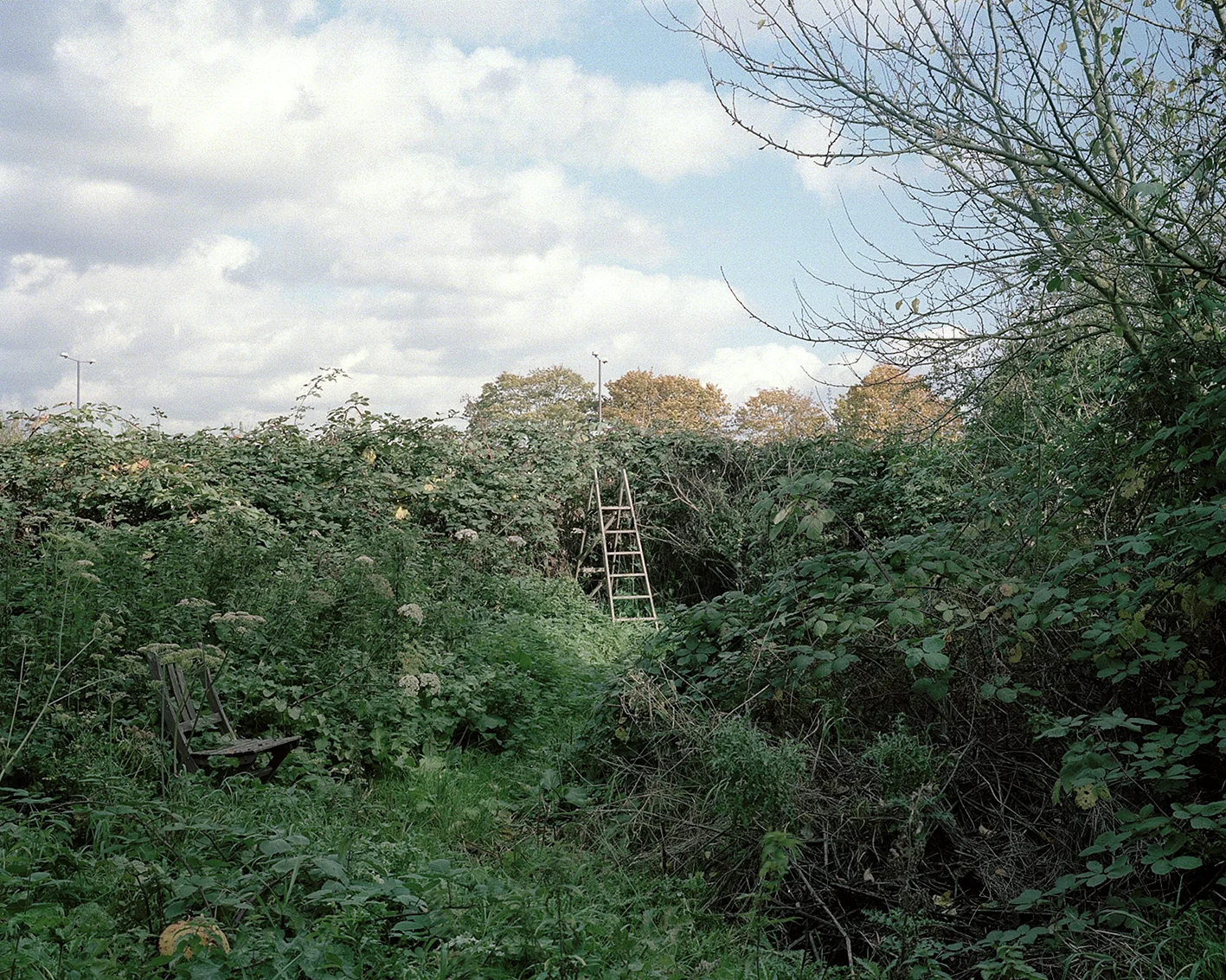 Grow - Decay - Oct - 2.jpg
