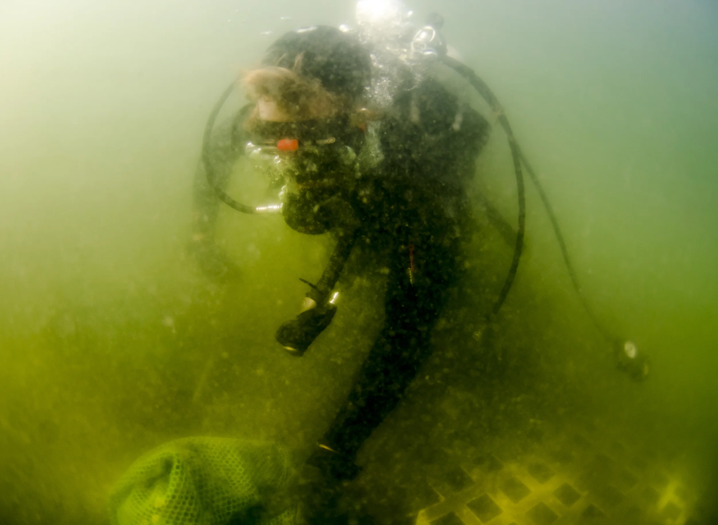 A Two Docks diver, checking in on the clams...