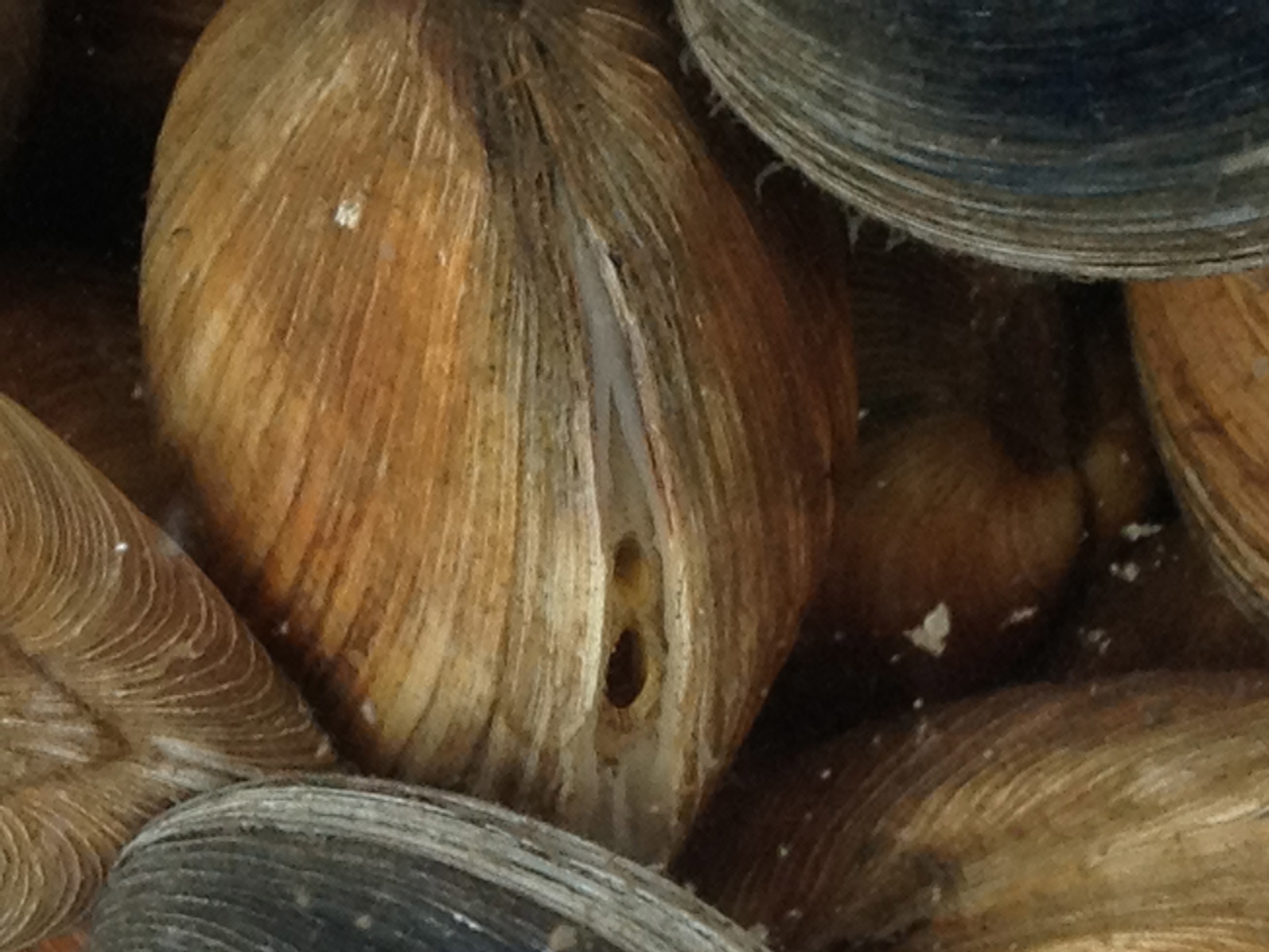 A happy clam, siphons out, filtering for its dinner.