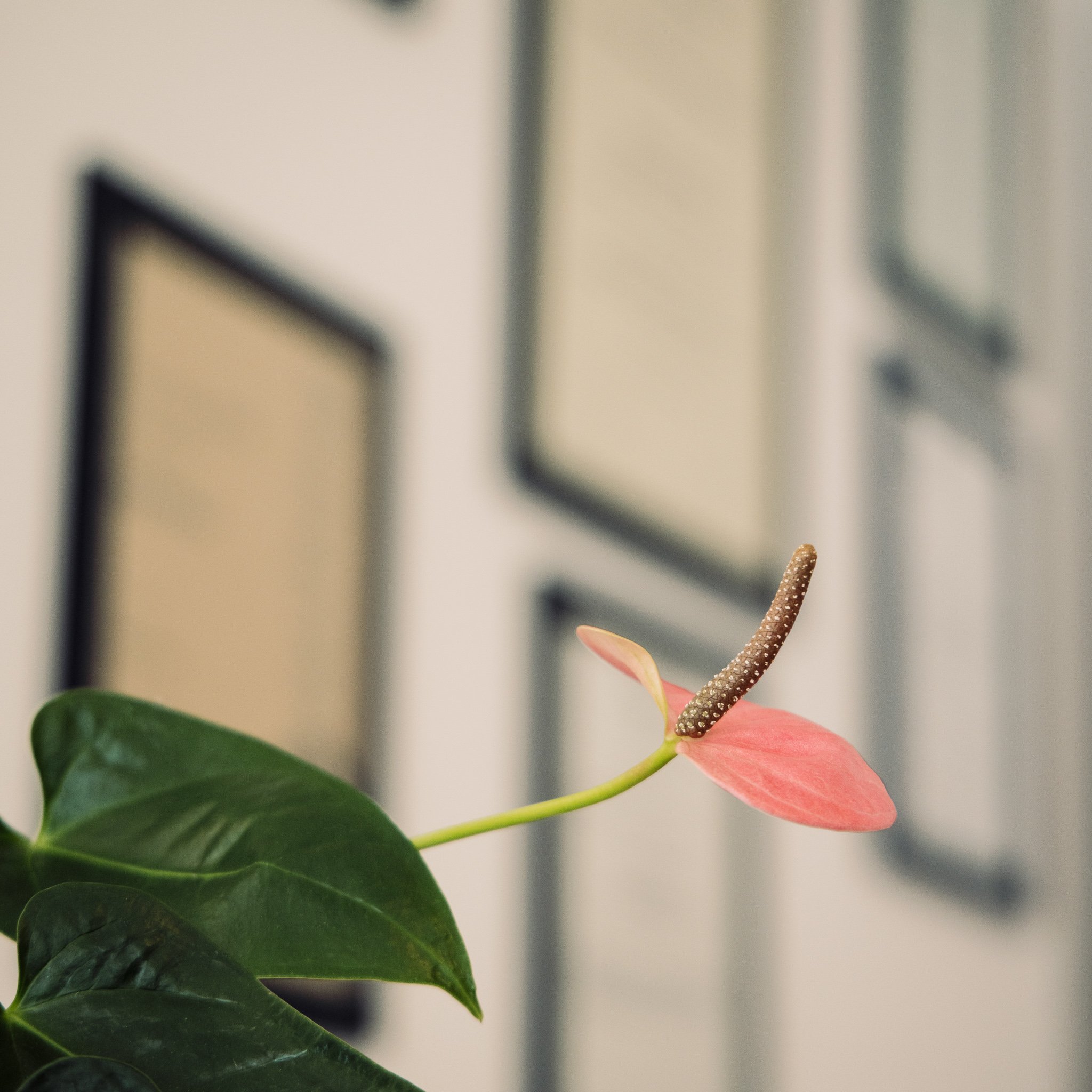 Ein grüner Blumentopf mit einer pinkfarbenen Blume, eine kleine Hand hält einen Zweig.