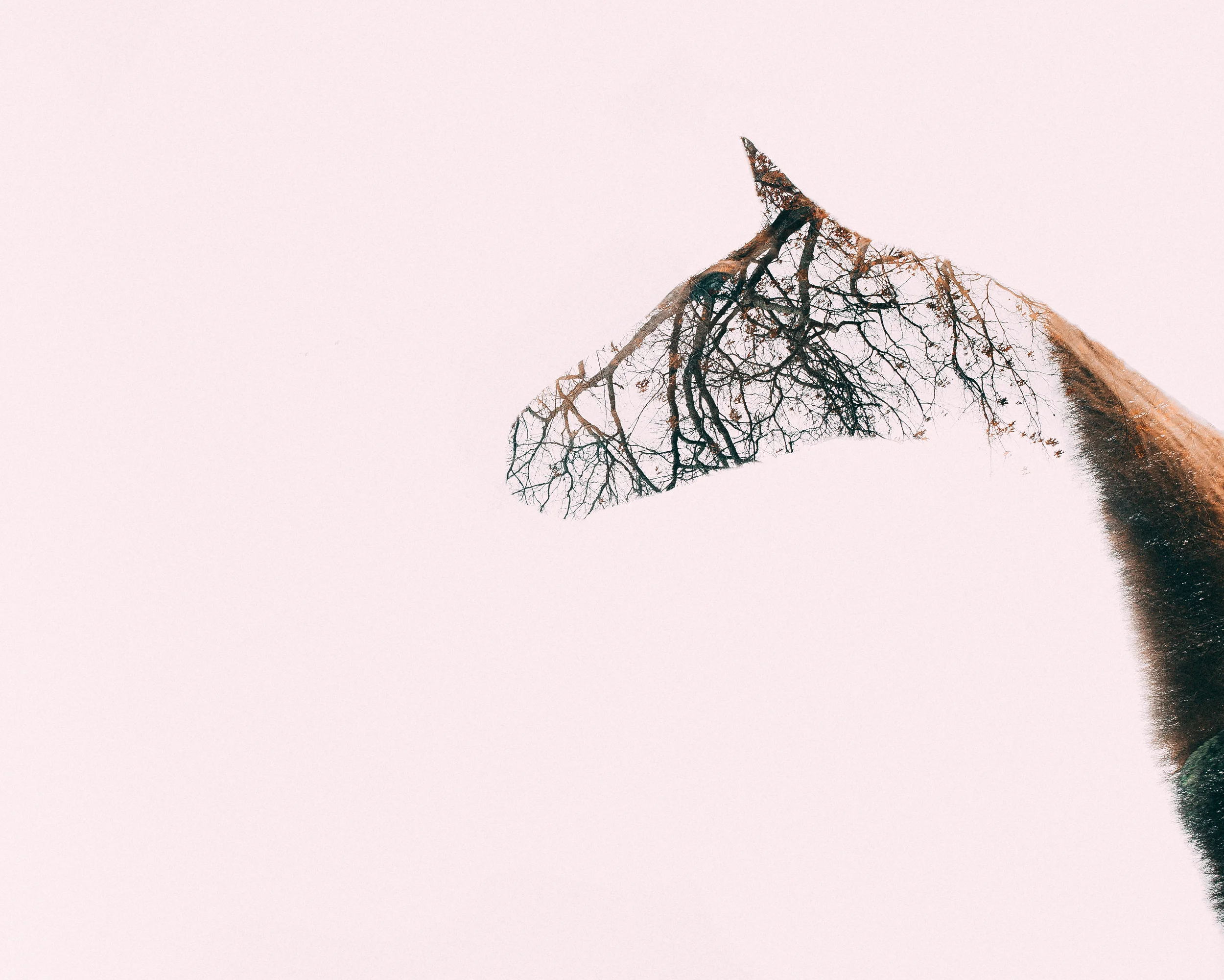 design-aglow-double-exposure-1.jpg