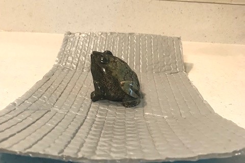 frog4.jpg