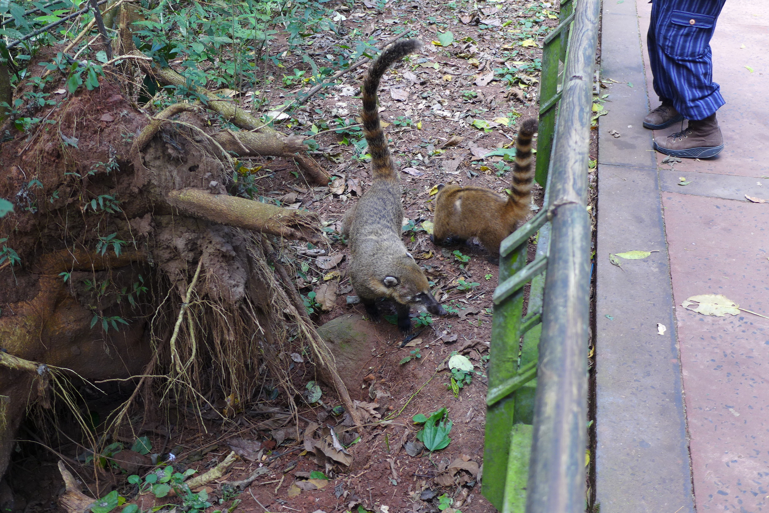 Here are some Coati we saw earlier in the day - I didn't have a chance to snap a picture of the 15 or so that descended on Sarah's backpack!