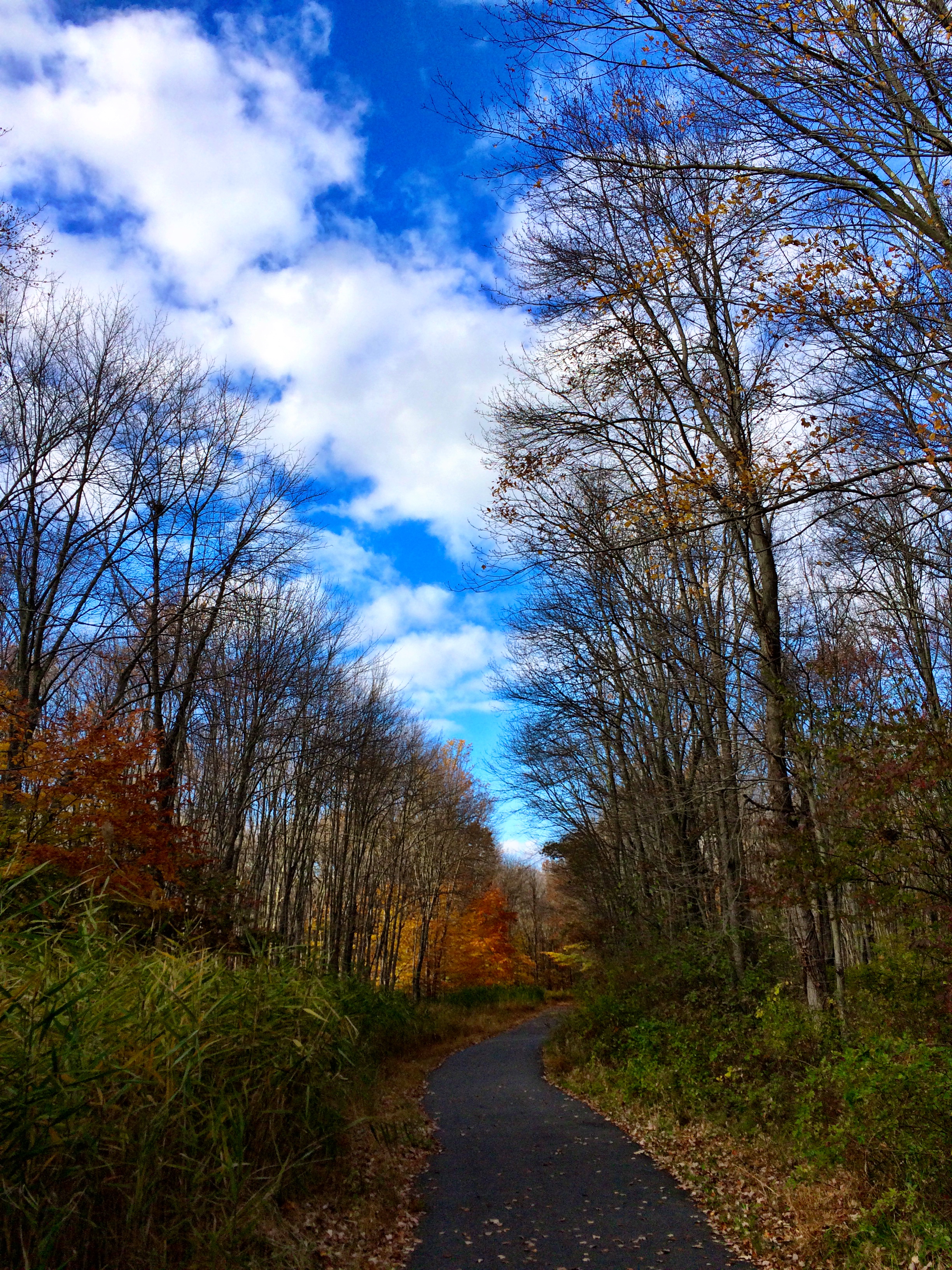 Strolling through the woods.