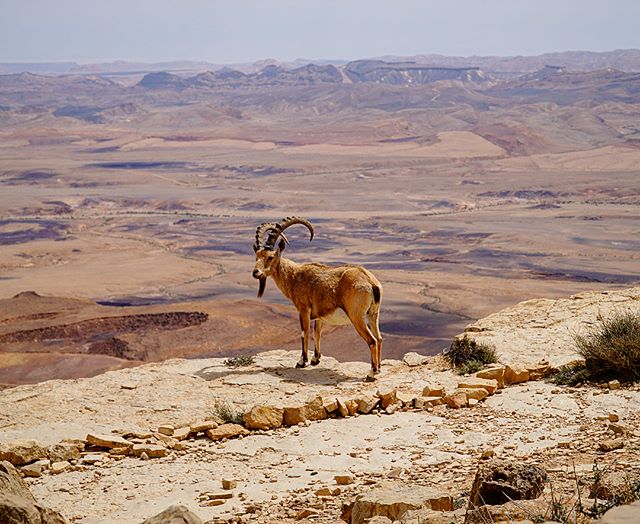 The #beresheet hotel in #mizperamon definitely deserves its spot as one of the top hotels in #Israel. The view is so good wild Ibexs stop to take it in too! #fosteradventure