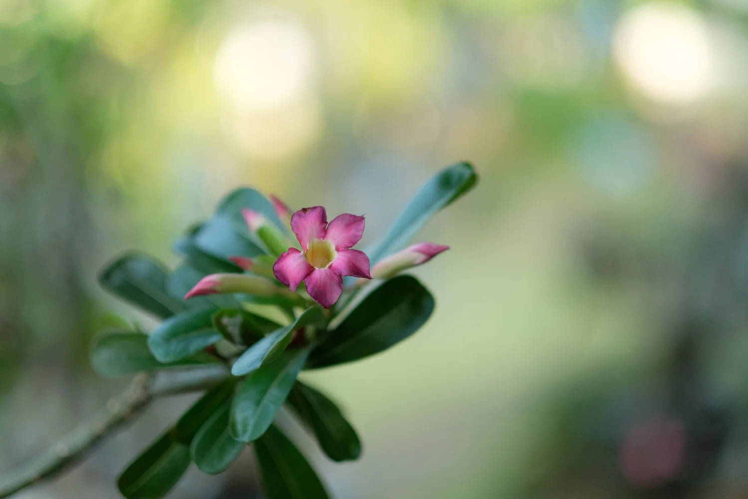 f/1.2
