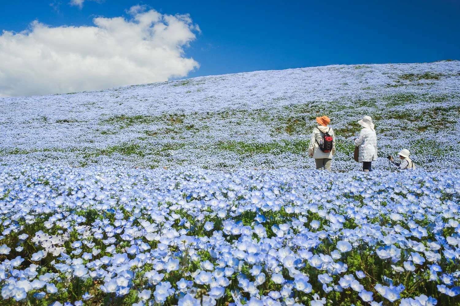 Sea of Nemophila