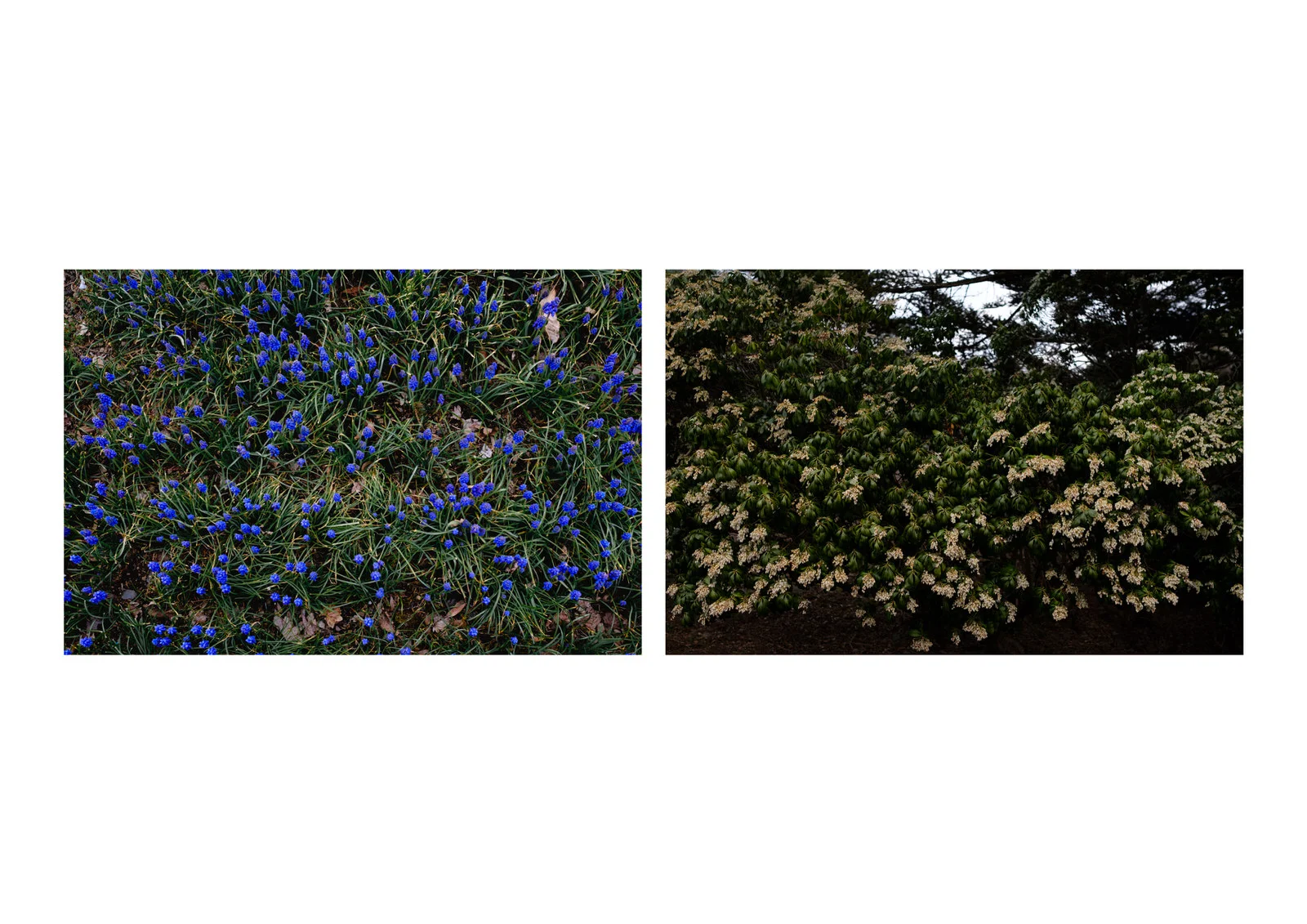 Diptych_13.jpg
