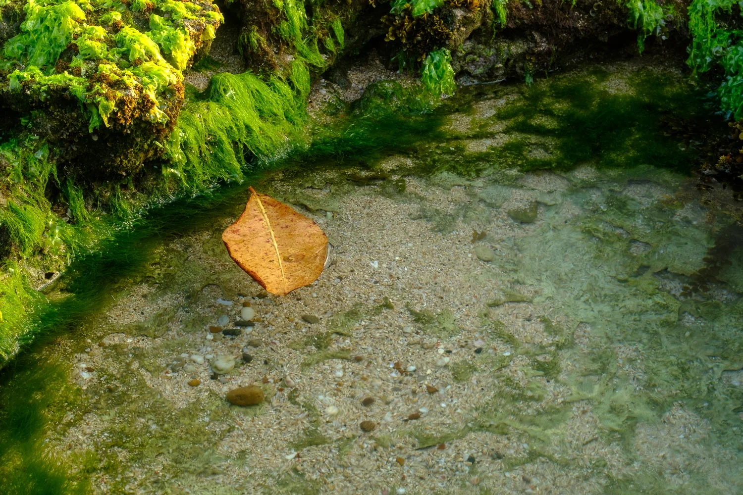 Saya menggunakan CPL filter untuk menghilangkan refleksi matahari pada air sehingga air terlihat jernih. Fujifilm X-T2 | XF 55-200 | Athabasca CPL Filter