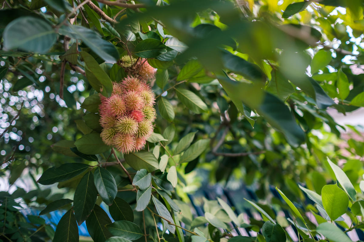 Ini lho rambutannya :)