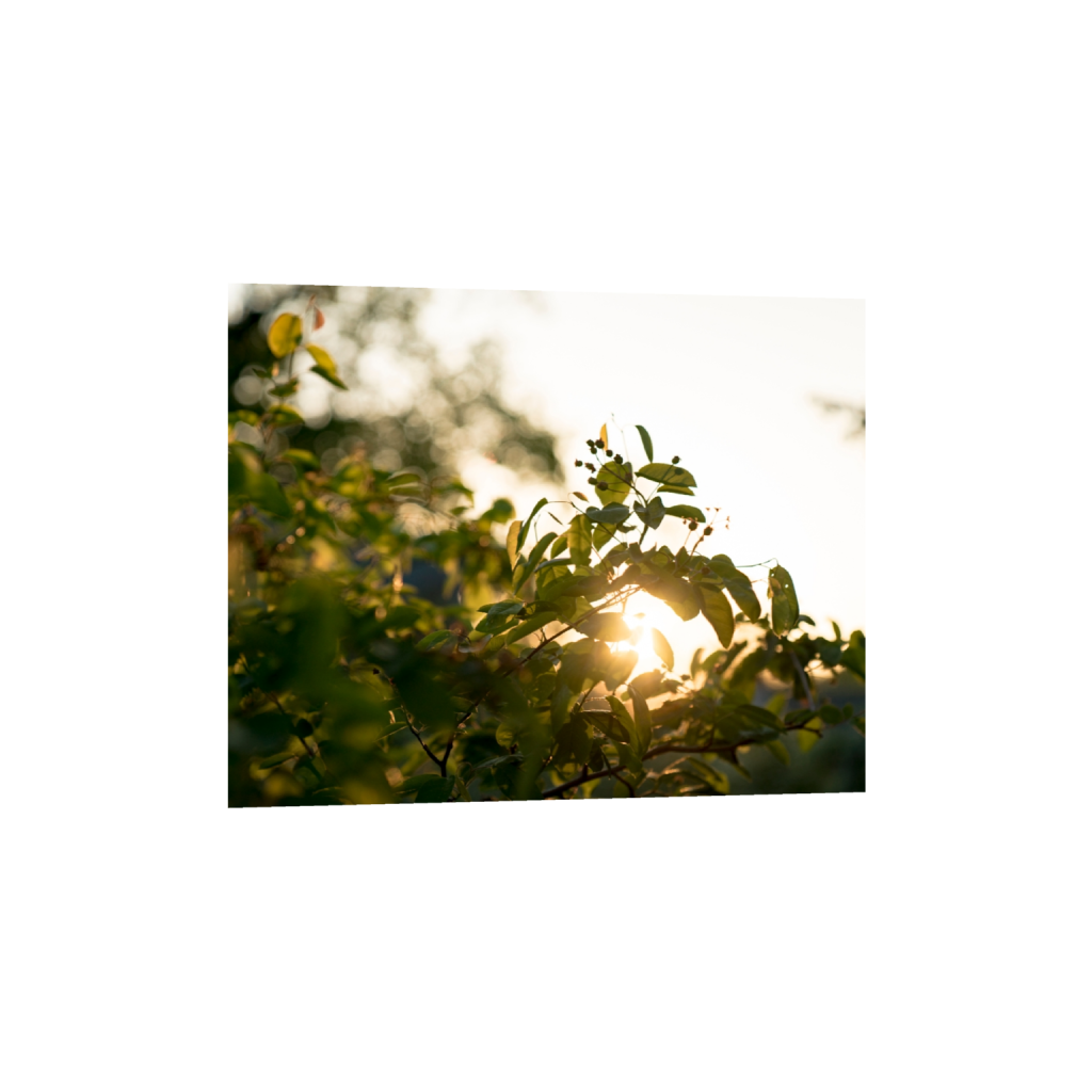 fineartprints_rectangle4_5_630_0_2980_2384_0_false_ffffff_0_0.png