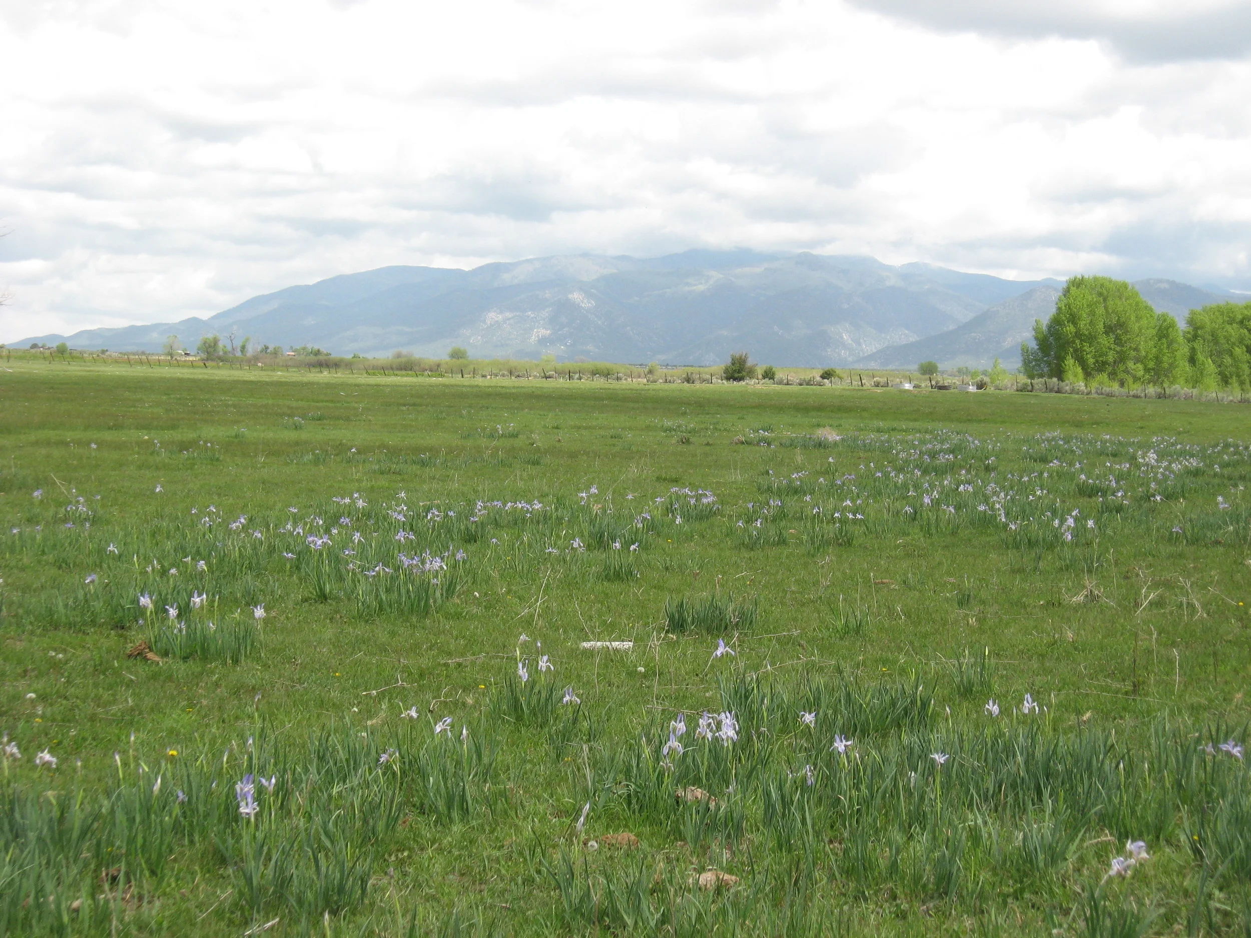 Iris and Mountain.JPG