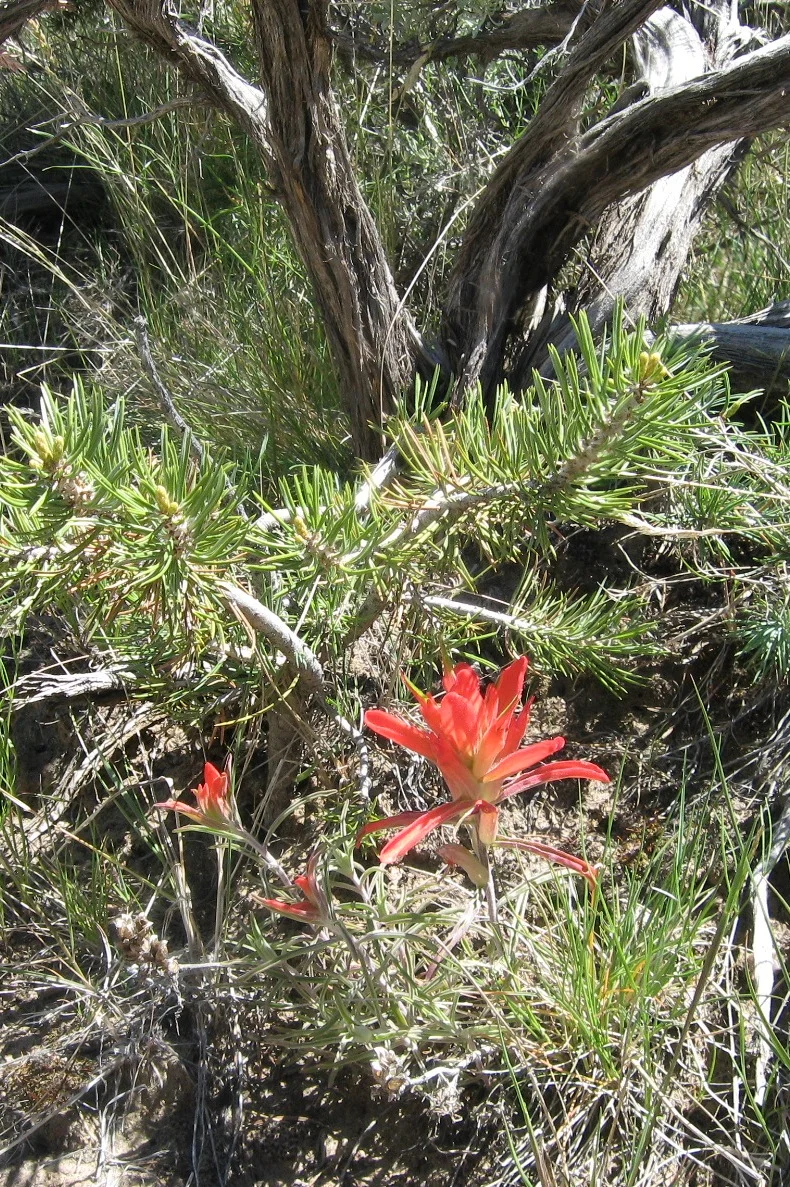 Paintbrush and pine.JPG