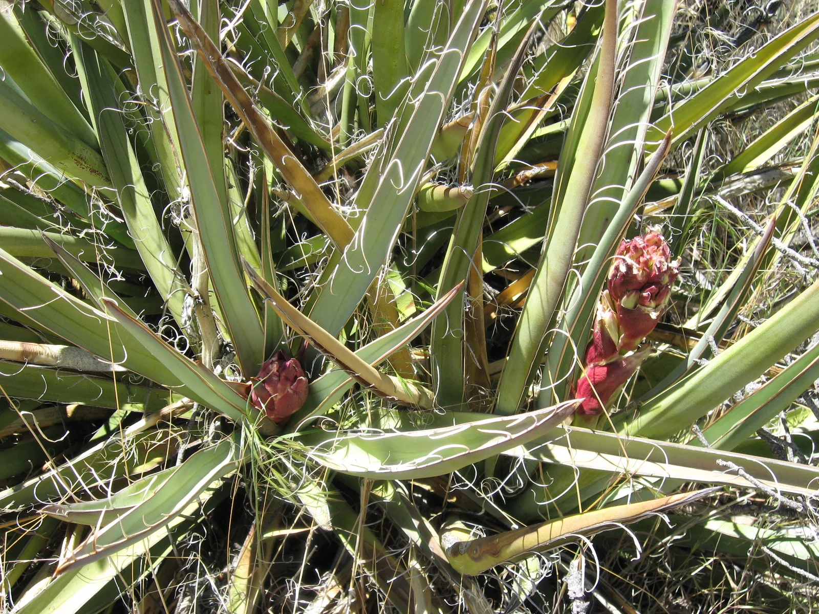 2 yucca.JPG