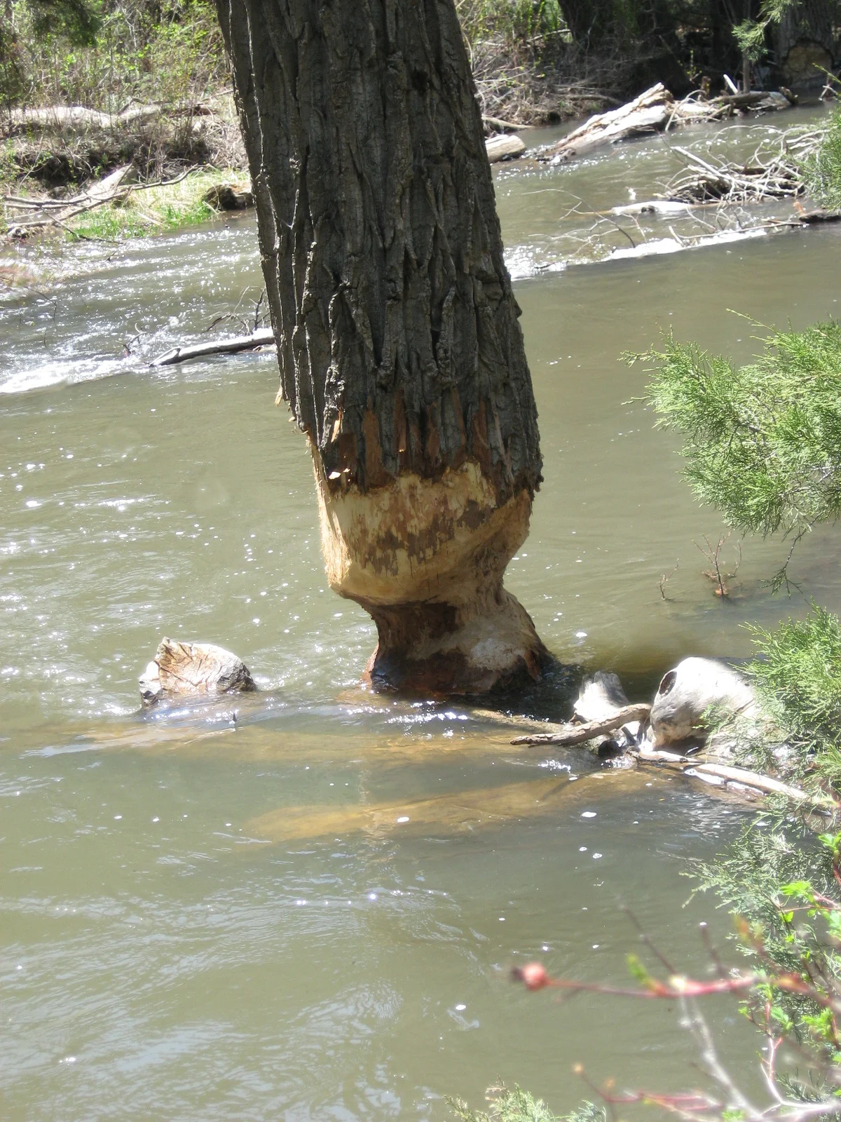 Beaver tree.JPG